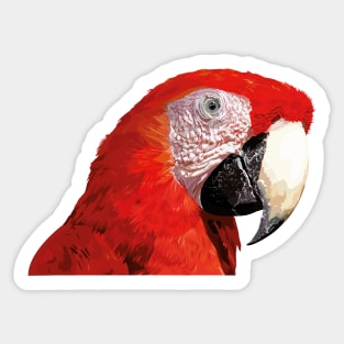 The scarlet macaw (Ara macao) Sticker